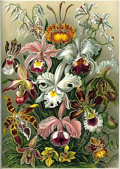 Haeckel, Orchideen