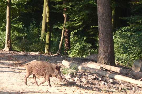 Melle, Wildpark